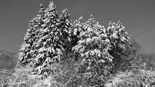 分支 冷杉 风景 十二月 天空 松木 自然 公园 木材 寒冷的