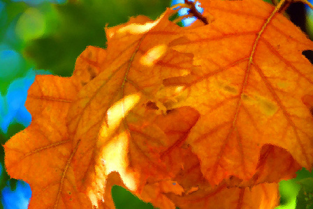 颜色 纹理 秋天 树叶 落下 美丽的 美女 枫树 植物学