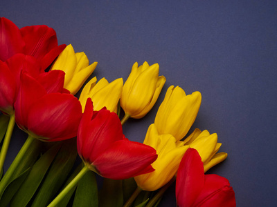 红底色红黄相间的春花郁金香以蓝紫色为底色,妇女节临摹空间照片