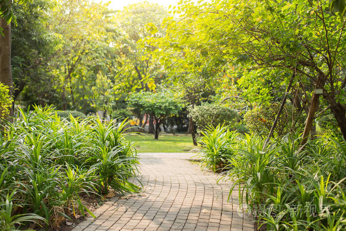 在阳光明媚的公园背景下的道路
