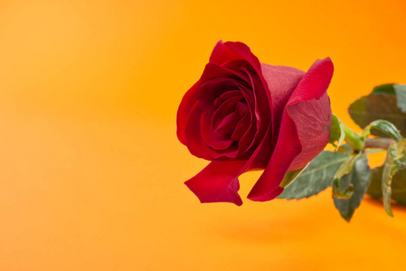 母亲节,情人节,红玫瑰是一朵表达你的感情的奇葩,也是祝贺你的好花