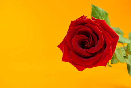 母亲节,情人节,红玫瑰是一朵表达你的感情的奇葩,也是祝贺你的好花