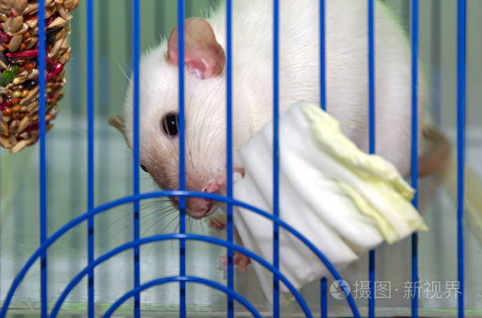 一只可爱的加州暹罗老鼠在笼子里把鼻子伸过栅栏吃了