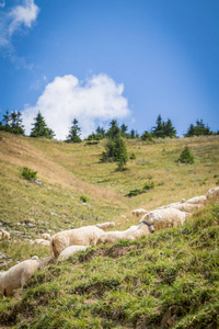 山上牧场上的羊群