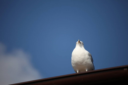一只海鸥靠着天空坐在屋顶上
