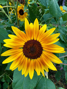 Sunflower Close Up Orange Yellow Red Summer 