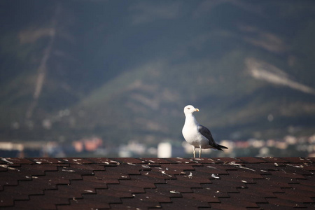 一只海鸥坐在山的背景下的屋顶上