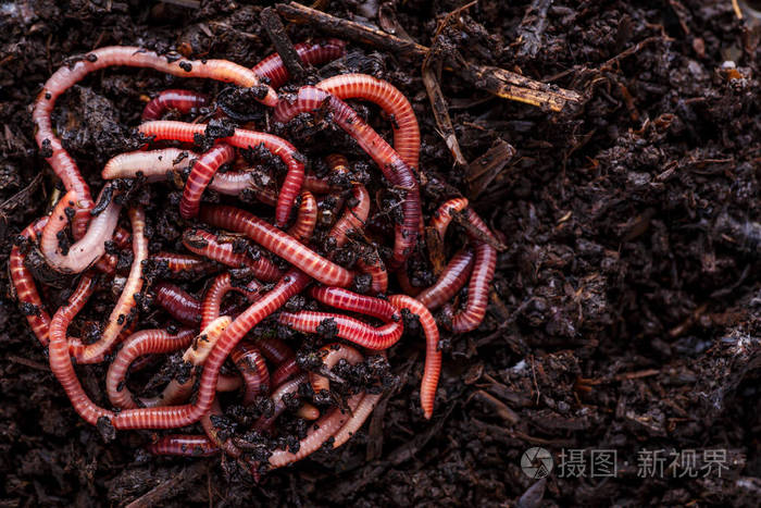 许多活的蚯蚓在土壤背景中捕鱼