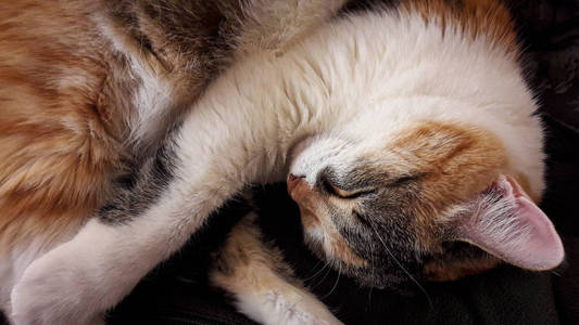 猫科动物 毛茸茸的 宠物 毛皮 可爱的 可爱极了 小猫 睡觉