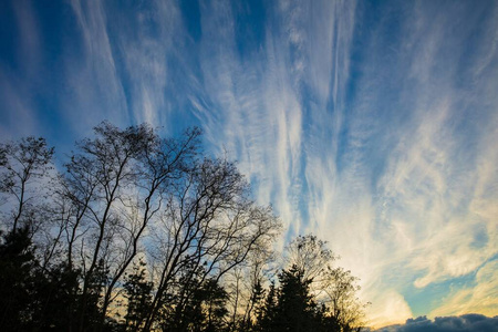 Sky blue light sunset with shadow of tree 