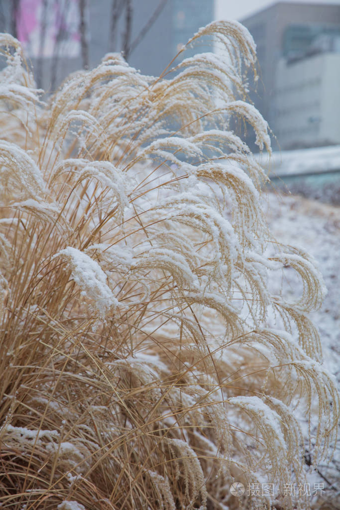 冬天雪下的高草
