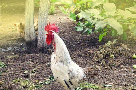 鸣叫的公鸡照片