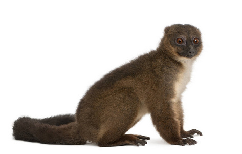 Redbellied Lemu, Eulemur rubriventer, 21 years old, sitting in 