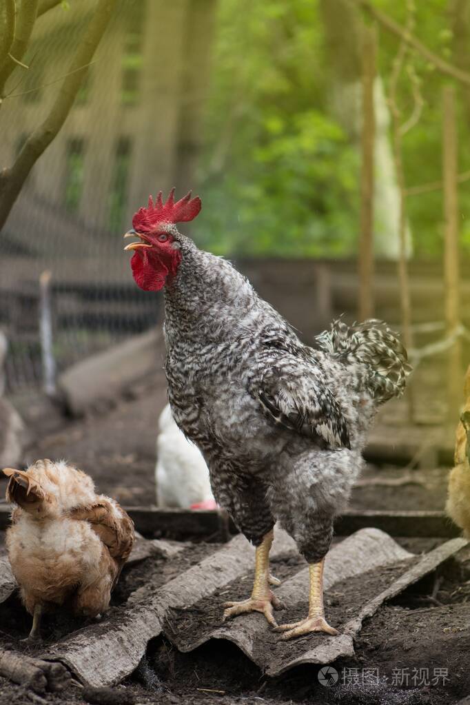 公鸡鸡鸡叫鸣叫的公鸡