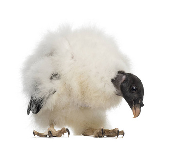 King Vulture, Sarcoramphus papa, 3 months old, standing against 