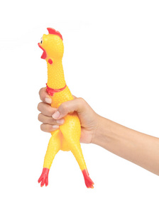 hand holding toy rubber shriek yellow chicken isolated on white 