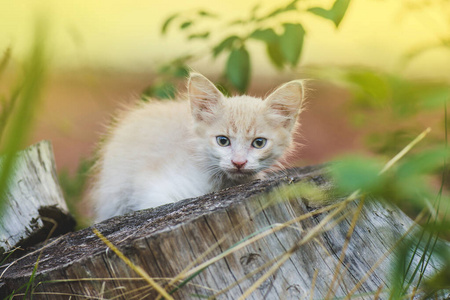 草地上顽皮的小猫。