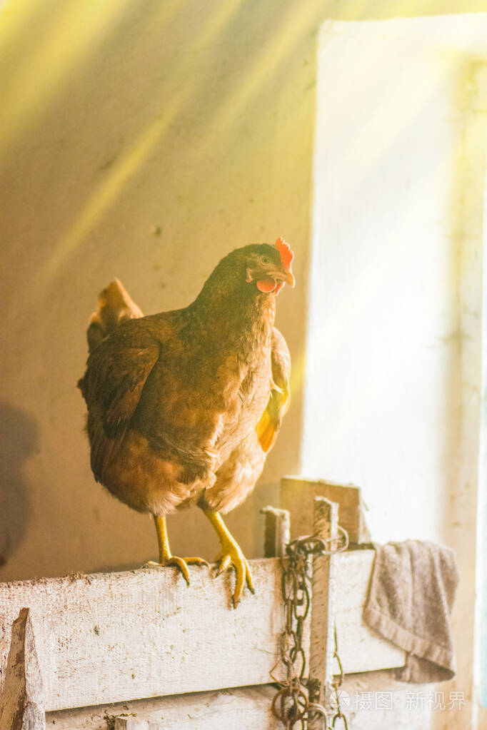 鸡笼里的鸡鸡舍里的鸡