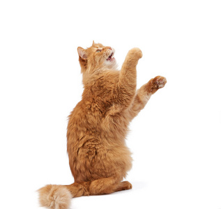 adult ginger fluffy cat raised his front paw up 