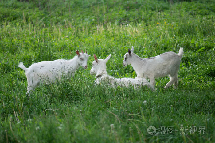 一群山羊山羊科山羊在绿色的草地上吃草