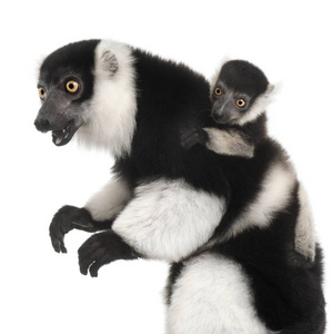 Mother and baby Blackandwhite ruffed lemur, Varecia variegata 