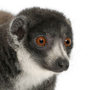 雌性猫鼬狐猴，Eulemur mongoz，24岁，前面