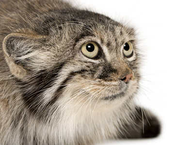 Pallass cat, Otocolobus manul, 11 years old, in front of white 