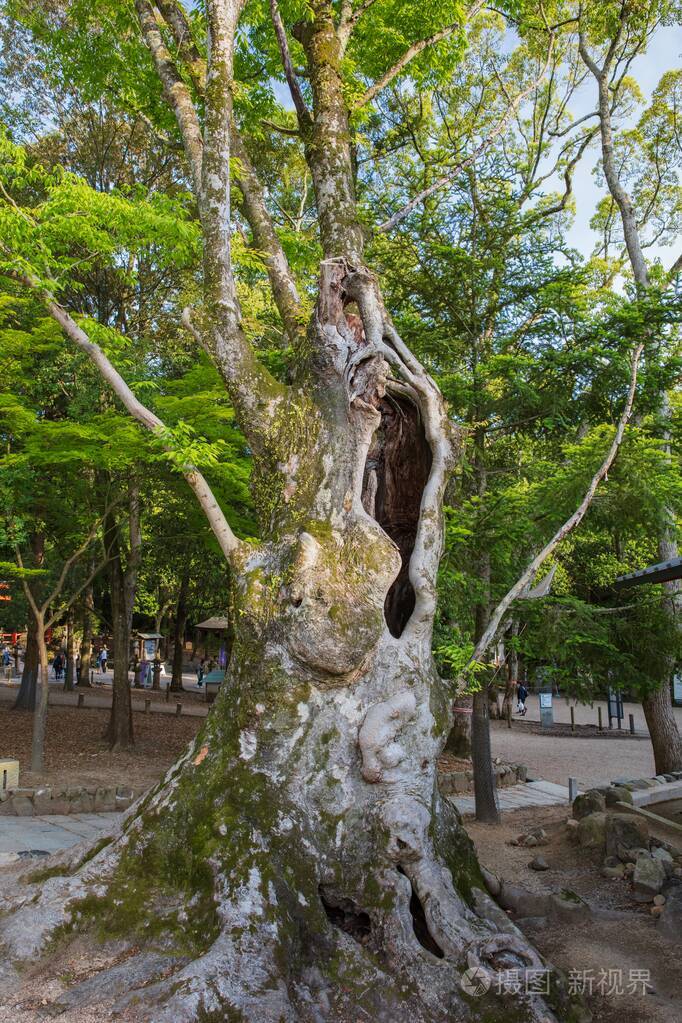 公园里的大空心树照片-正版商用图片29mtpl-摄图新视界