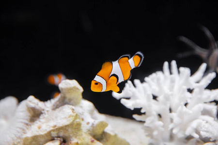 水下 水肺 银莲花 潜水 栖息地 自然 海洋 生态系统 躲藏