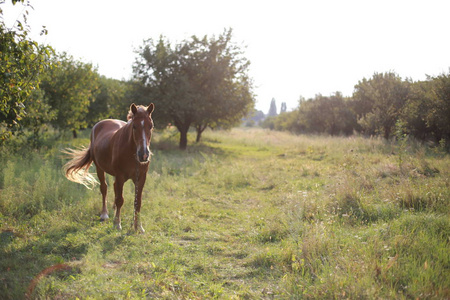 母马 美女 马头 鬃毛 大牧场 土地 喂养 天空 风景 种马