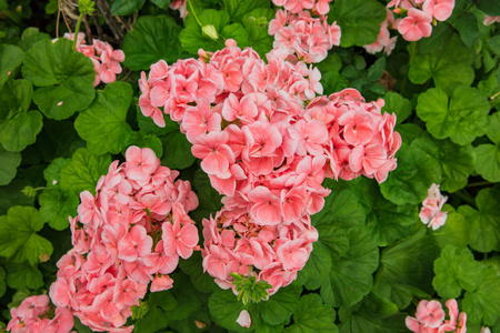 花团锦簇的日本茶花