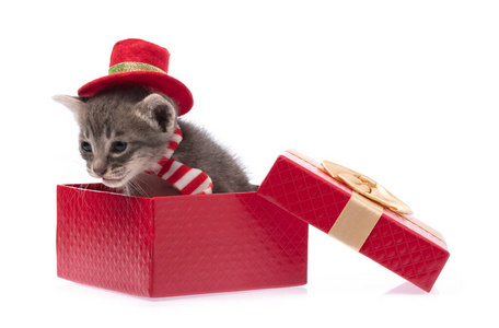 戴着红色圣诞帽的猫，白色背景上有独立的礼品盒