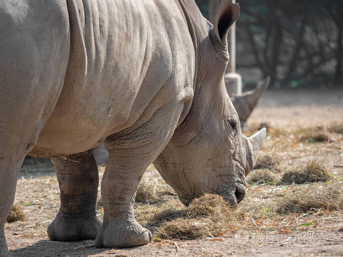 特写白犀牛正在吃干草
