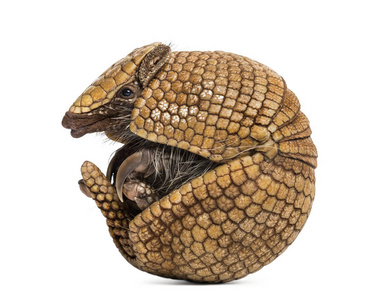  Brazilian threebanded armadillo rolling, Tolypeutes tricinctus