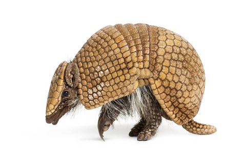  Brazilian threebanded armadillo, Tolypeutes tricinctus  4 yea