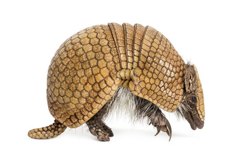  Brazilian threebanded armadillo, Tolypeutes tricinctus  4 yea