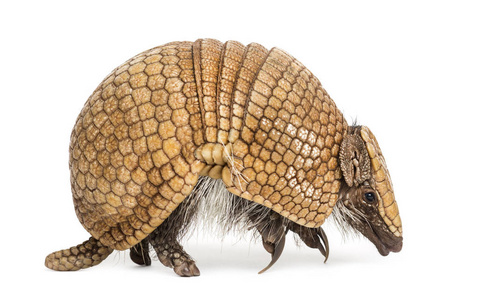  Brazilian threebanded armadillo, Tolypeutes tricinctus  4 yea