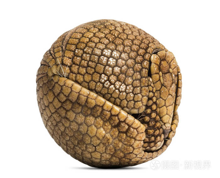 巴西三条带犰狳卷起向三条线鳗