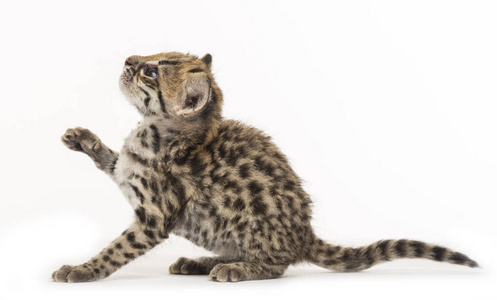 一只坐着的oncilla的正视图,看着摄像机,豹子昂西拉特写镜头,利奥帕