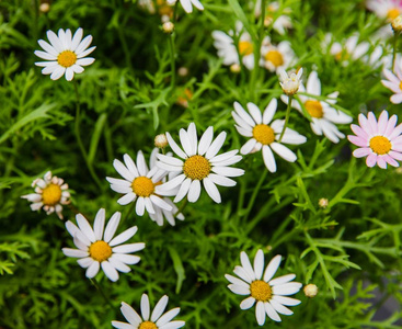 花园里的雏菊