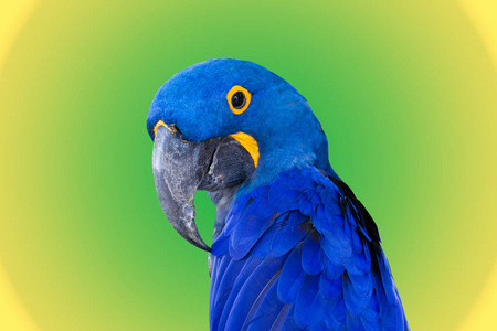 Closeup Bird Blue macaw parrot with gradient color green  