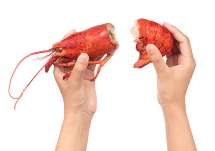剥虾hand holding tail with head of shrimp lobster isolated on