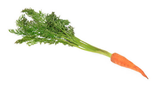 鲜胡萝卜茎图片