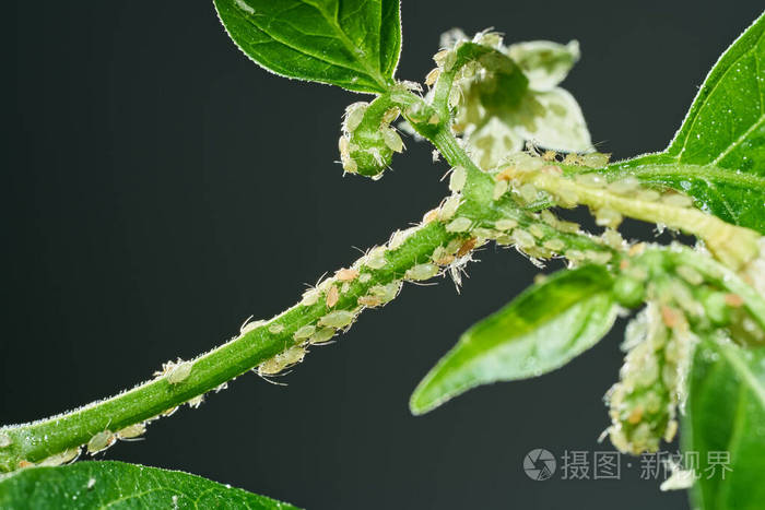 害虫蚜虫在植物的嫩枝和果实上蜘蛛螨在花上辣椒被恶意昆虫攻击