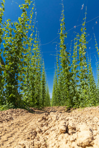 捷克共和国扎特克地区的啤酒花田照片