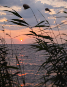 日出的轮廓穿过海岸线芦苇。