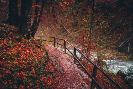 河边路多姿多彩的秋雨林中美丽的小路.河边的路.照片