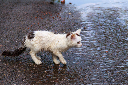 雨后在街上湿淋淋的无家可归的伤心小猫.保护无家可归动物的概念照片