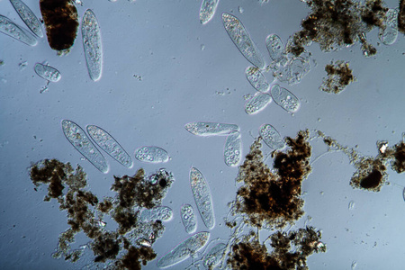 纤毛虫图片-纤毛虫素材-纤毛虫插画-摄图新视界