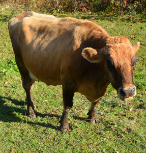 草地 农事 动物群 牲畜 水牛 放牧 夏天 站立 公牛 牛肉